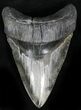 Huge, Glossy Fossil Megalodon Tooth - Serrated #28725-1